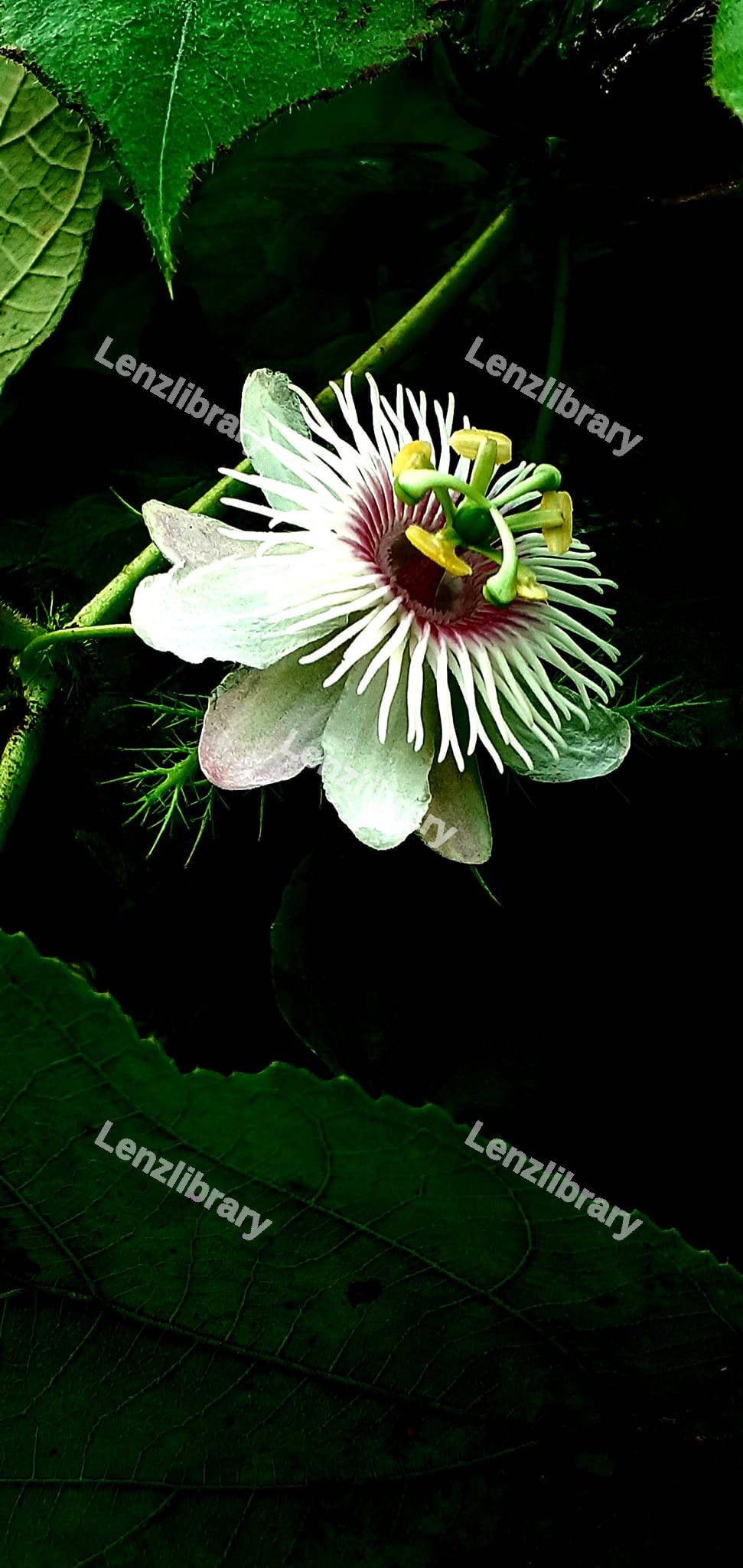 Passion fruit Flower